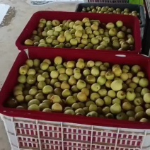 黃驊冬棗 品味古韻與自然的甜蜜饋贈