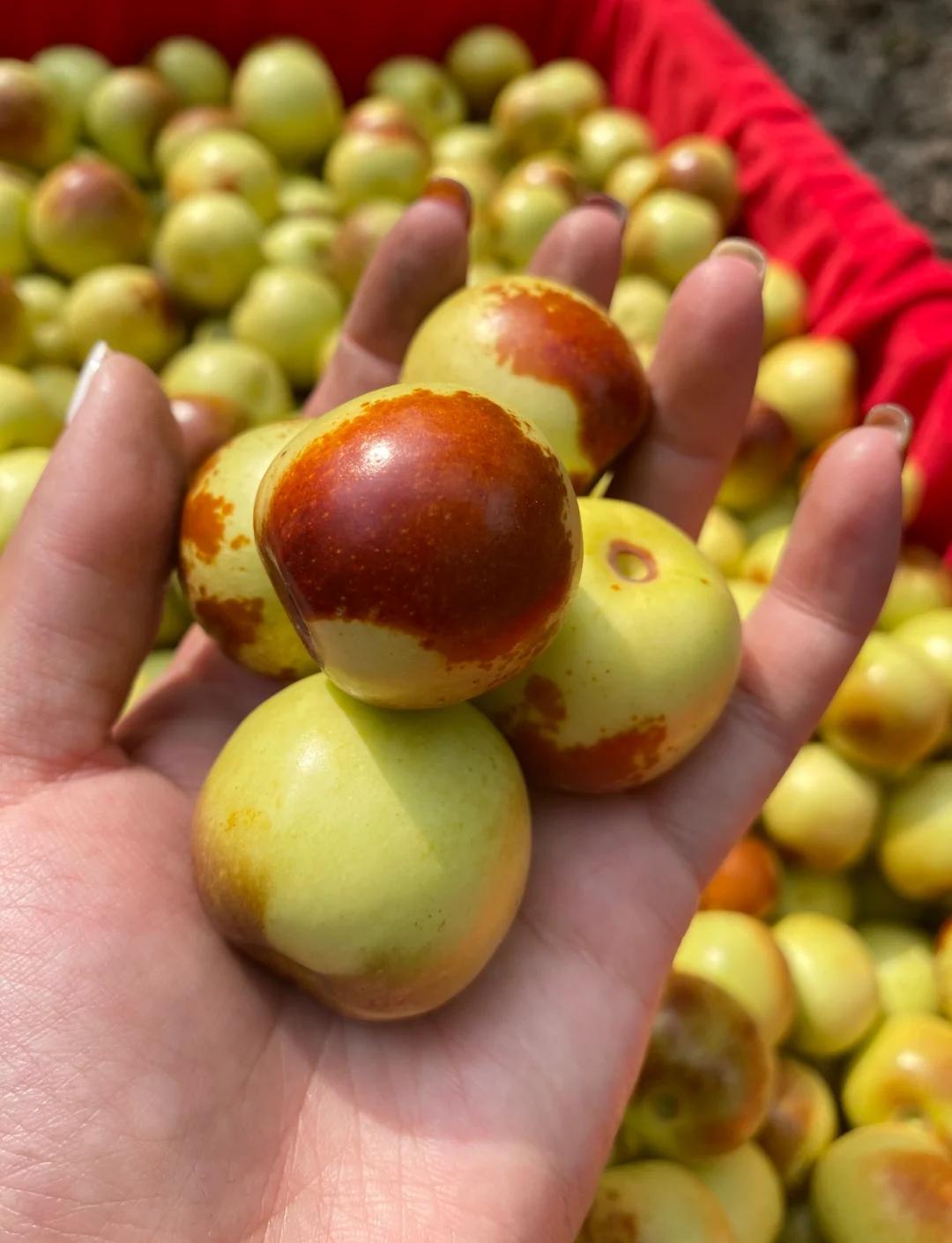 黃驊冬棗 千年孕育的甜蜜饋贈